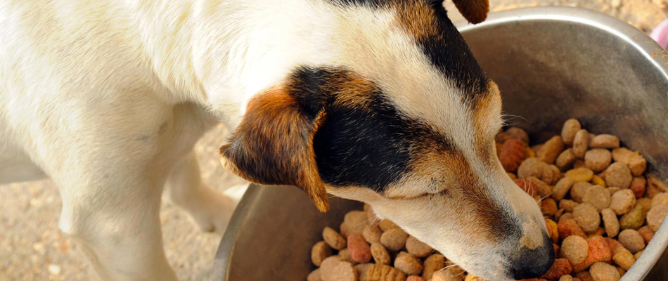 croquette pour chien