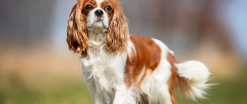 Cavalier King Charles Spaniel