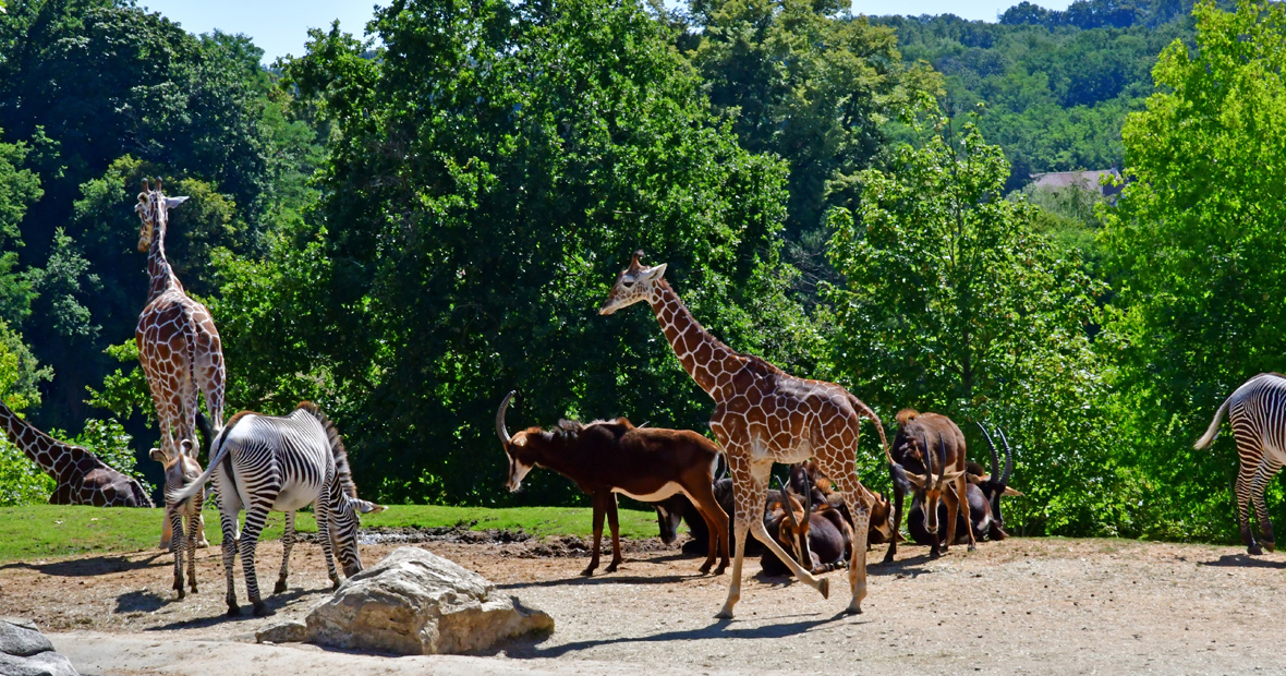 coulisses des zoos